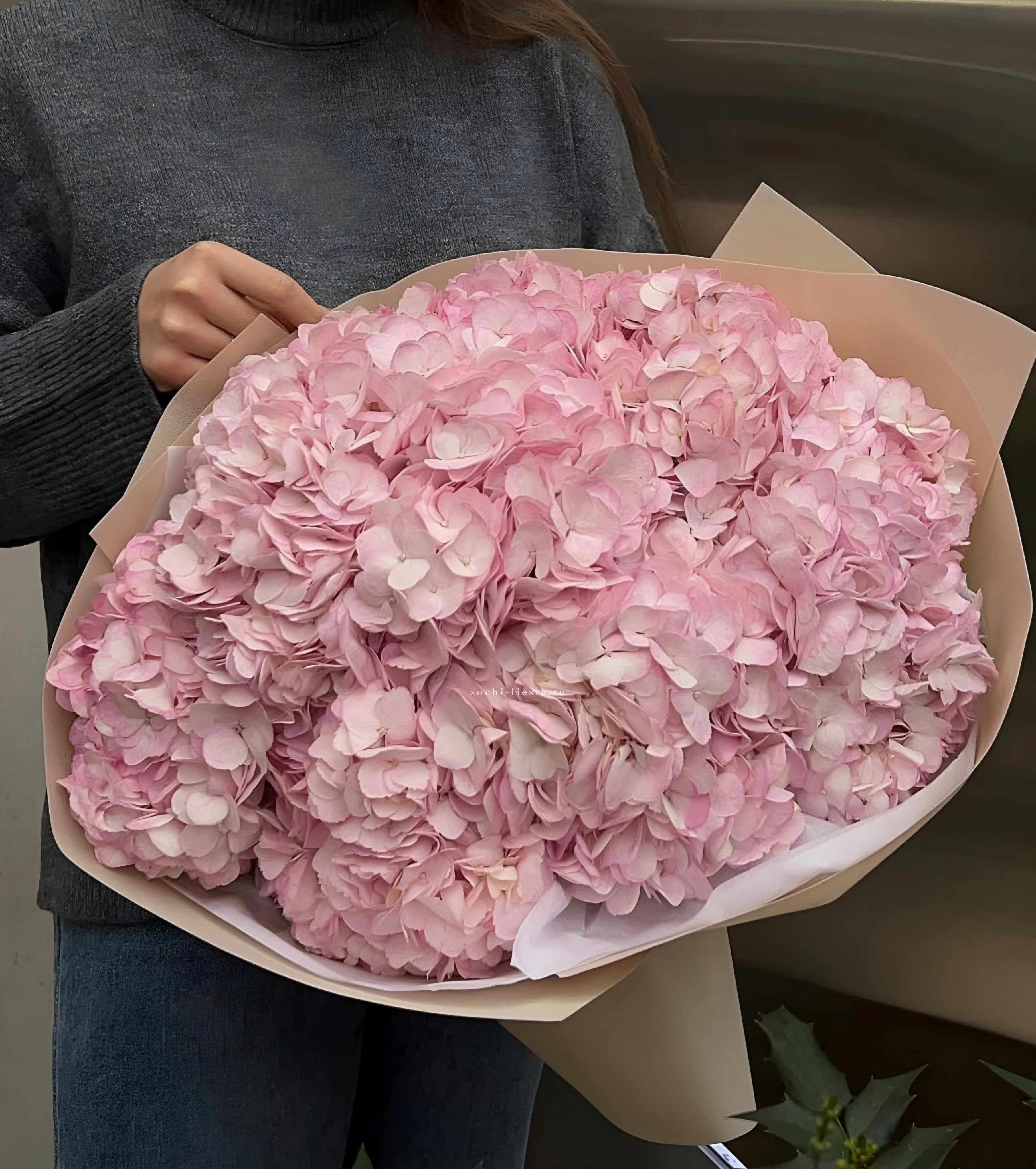 Гортензия  "Rose clouds" в Москве