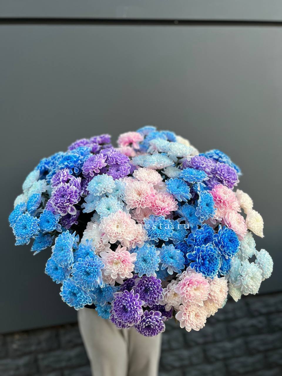 25 цветных хризантем в Москве