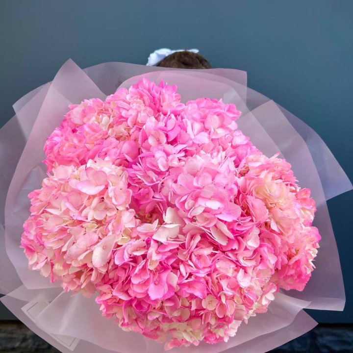 9 ярко розовых гортензий в Москве