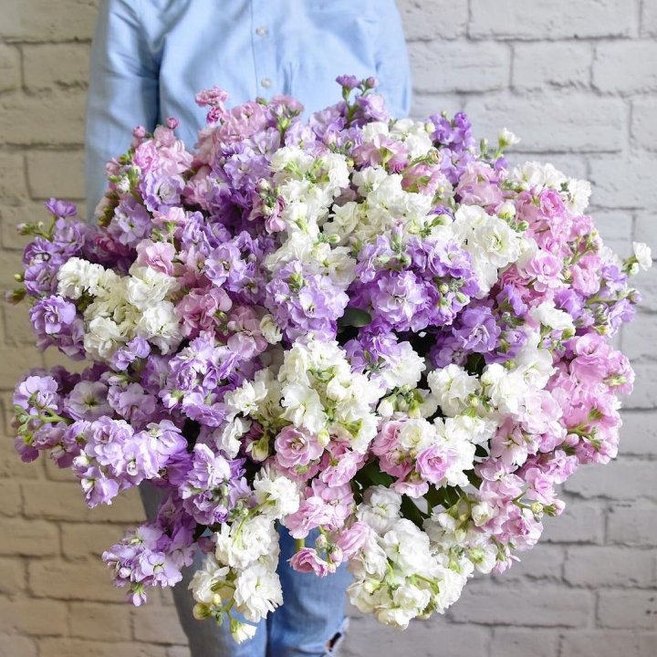 Облако маттиол в Москве