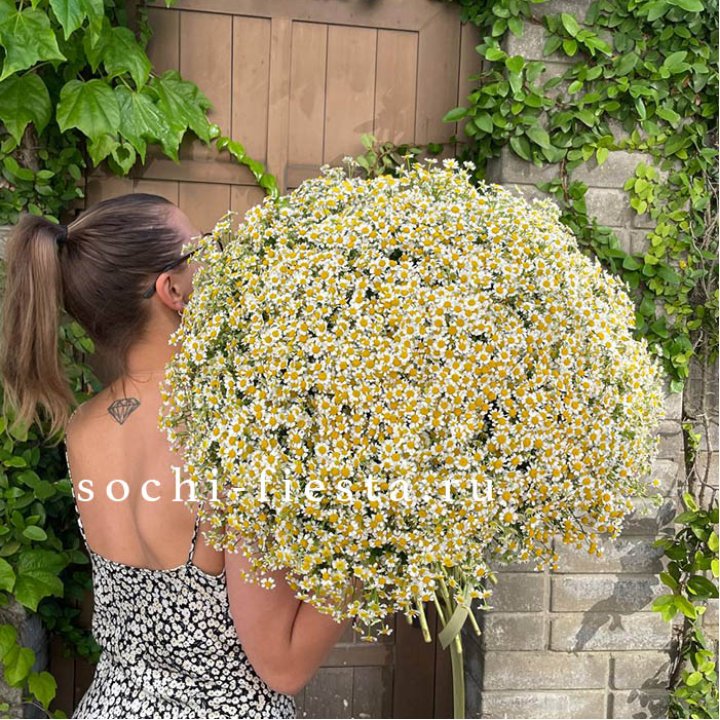 101 ромашка в Москве