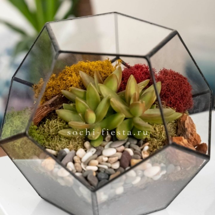 Флорариум “Додекаэдр” с суккулентом Седум в Москве