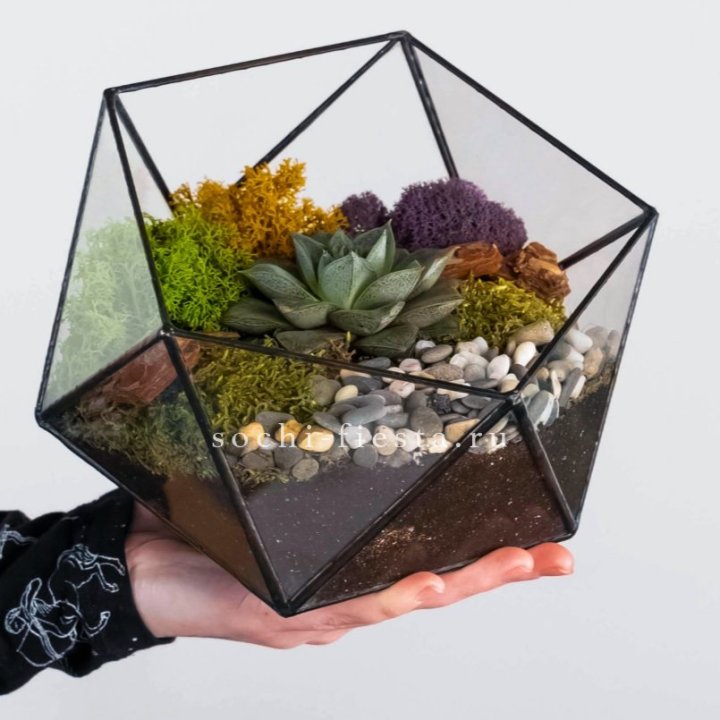 Флорариум “Икосаэдр” с суккулентом Каменная Роза в Москве