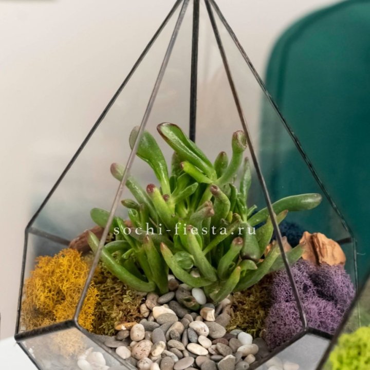 Флорариум “Капля” с суккулентом Крассула Хоббит в Москве