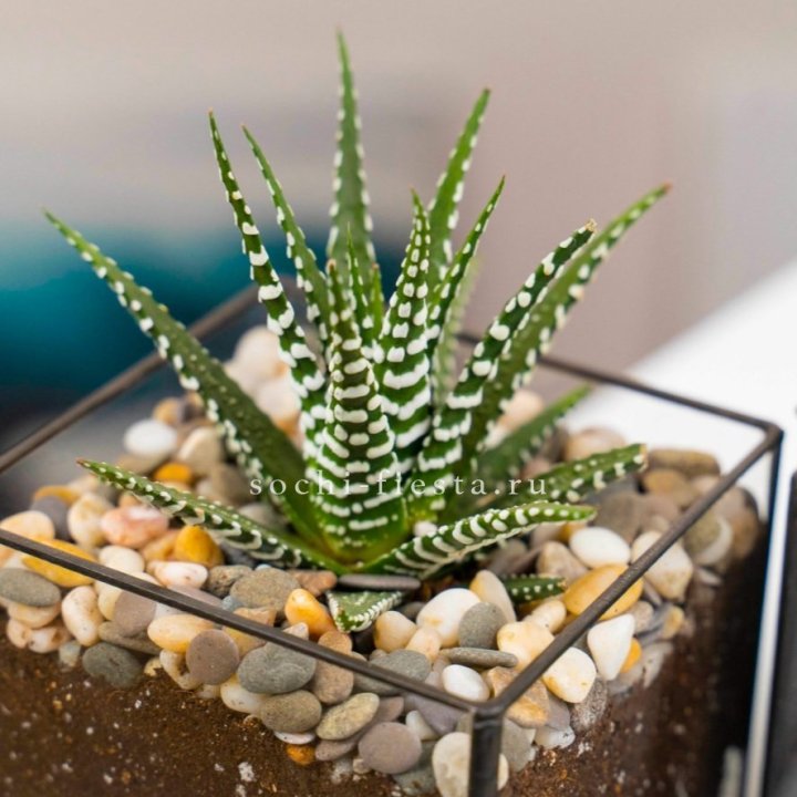 Флорариум Кубик с суккулентом Хавортия в Москве