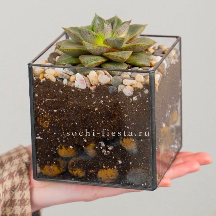 Флорариум Кубик с суккулентом Каменная роза в Москве