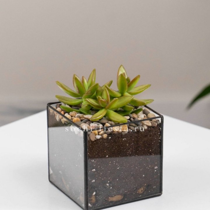 Флорариум Кубик с суккулентом Седум в Москве