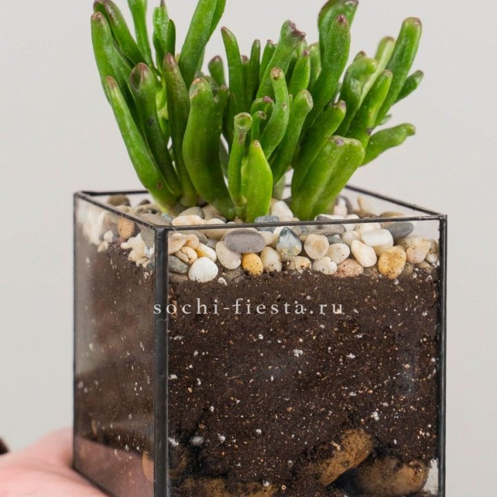 Флорариум Кубик с суккулентом Хоббит в Москве