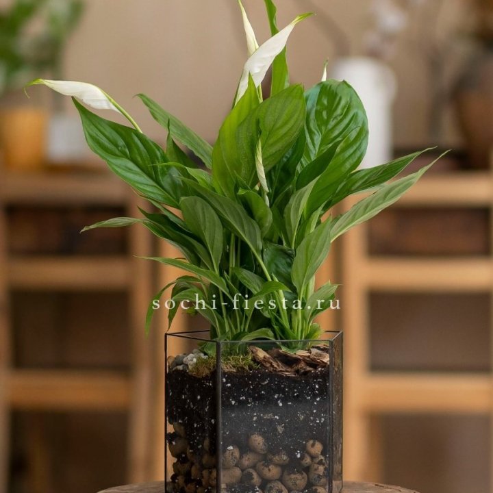 Спатифиллум в кашпо Пятиугольник в Москве