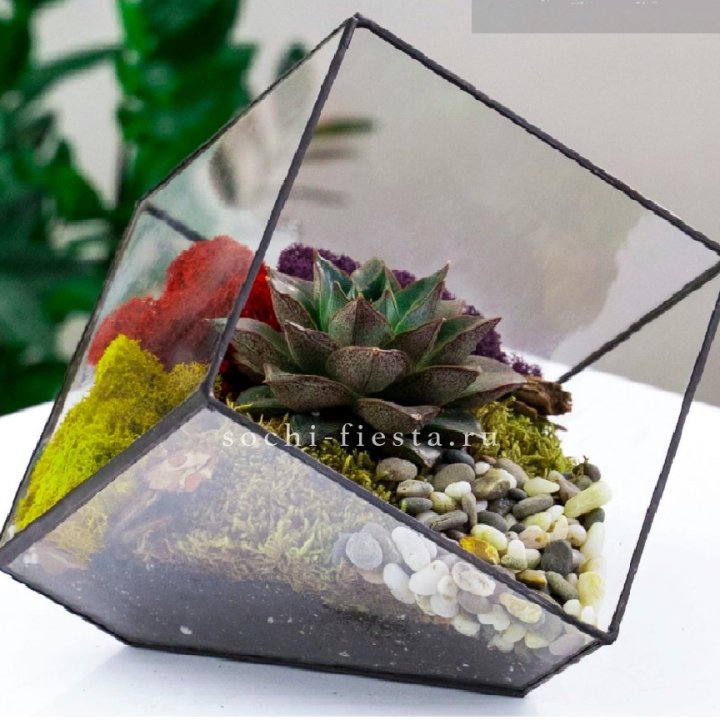 Флорариум Куб усеченный с суккулентом Каменная роза в Москве