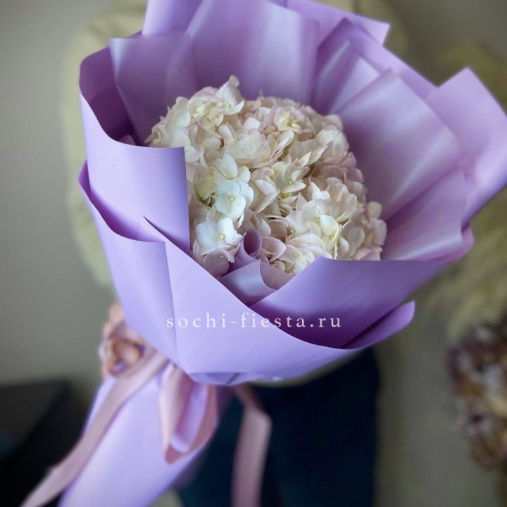 Гортензия розовая в Москве