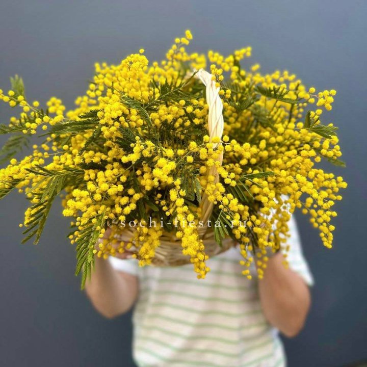 Весенняя корзина мимозы в Москве