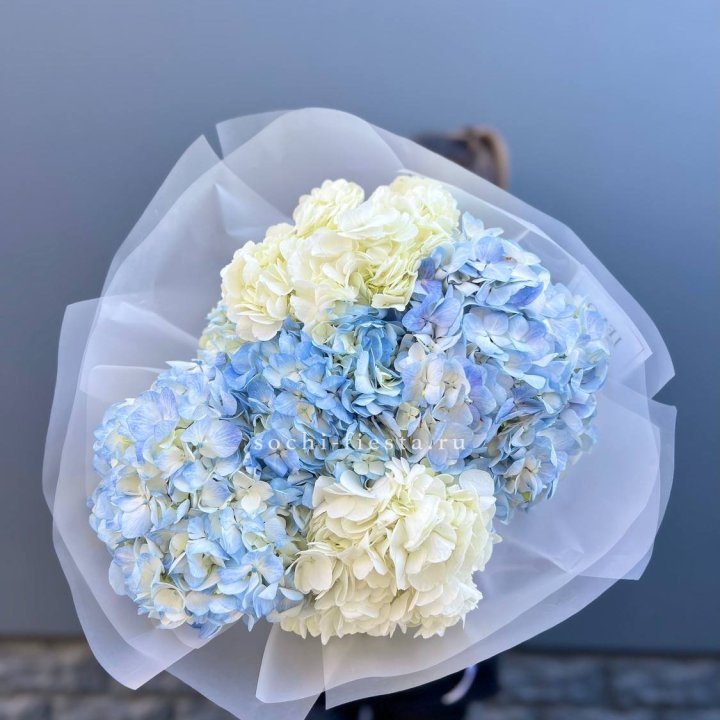 5 бело-голубых гортензий в Москве