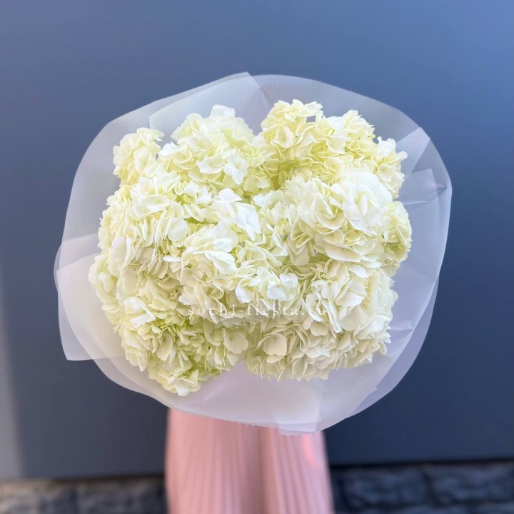 7 белых гортензий в Москве