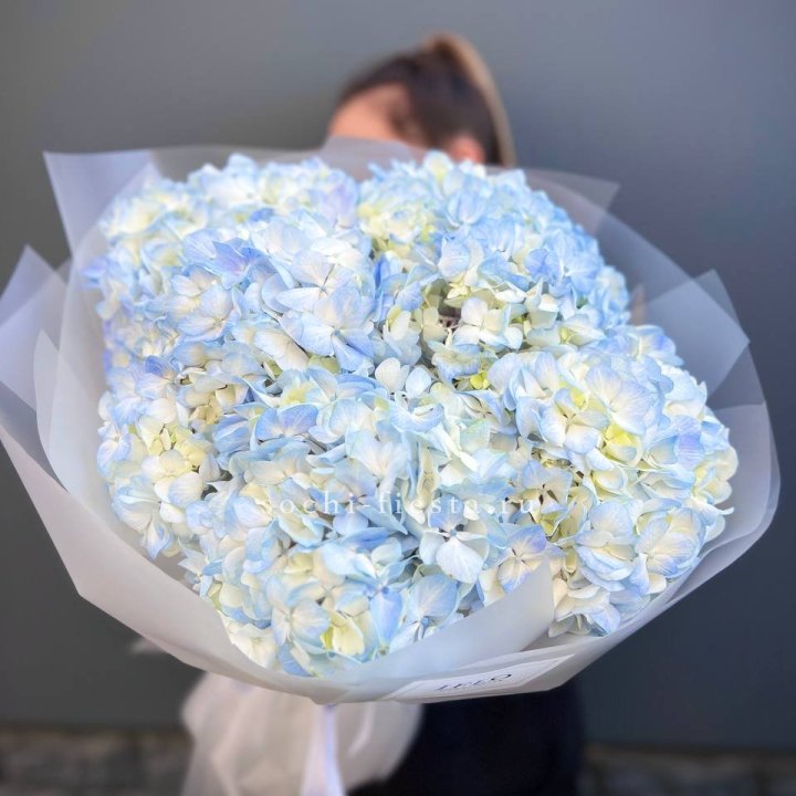 5 голубых гортензий в Москве