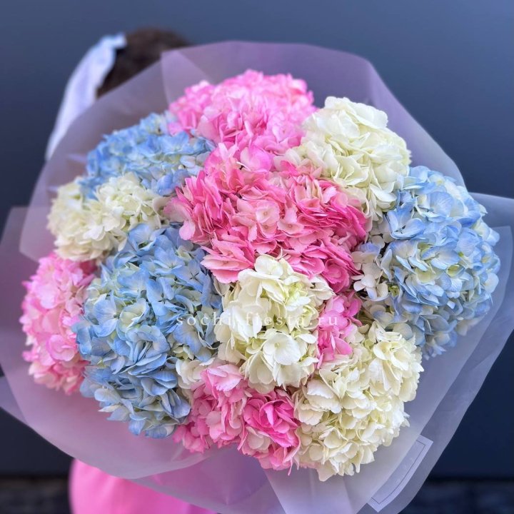11 гортензий микс в Москве