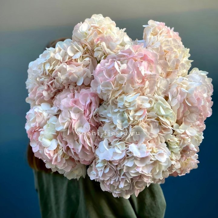 Охапка розовой гортензии в Москве