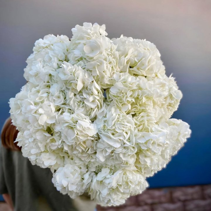 Охапка белой гортензии в Москве