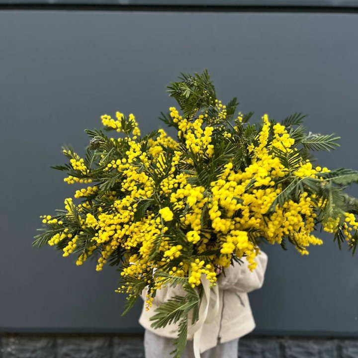 Охопка мимозы в Москве