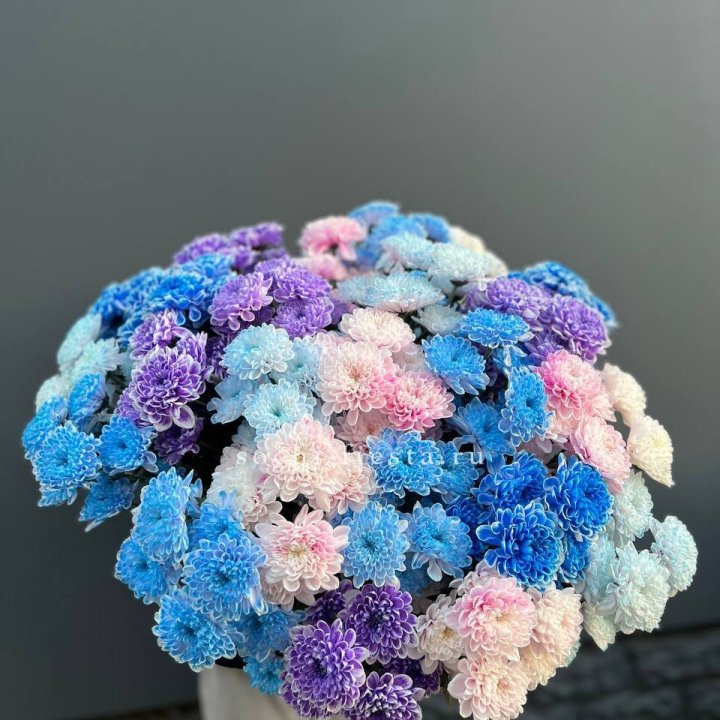 25 цветных хризантем в Москве