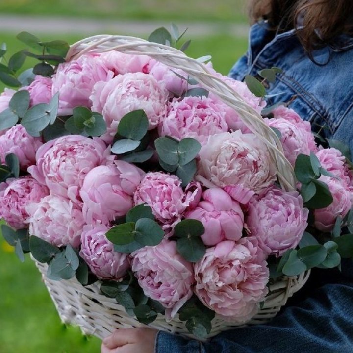 51 пион в корзине в Москве