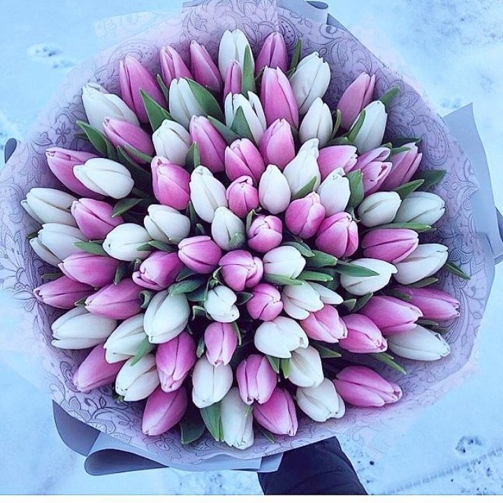 101 тюльпан "Лолипоп" в Москве